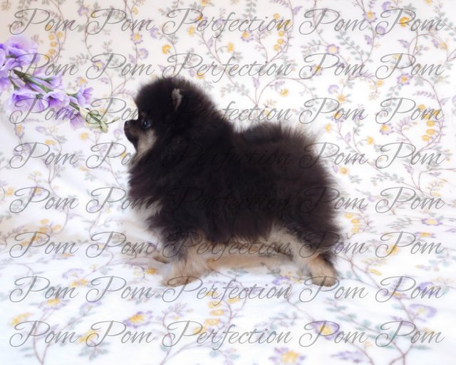 Preview of the first image of Xxs Teddy Bear Pomeranian Puppies.