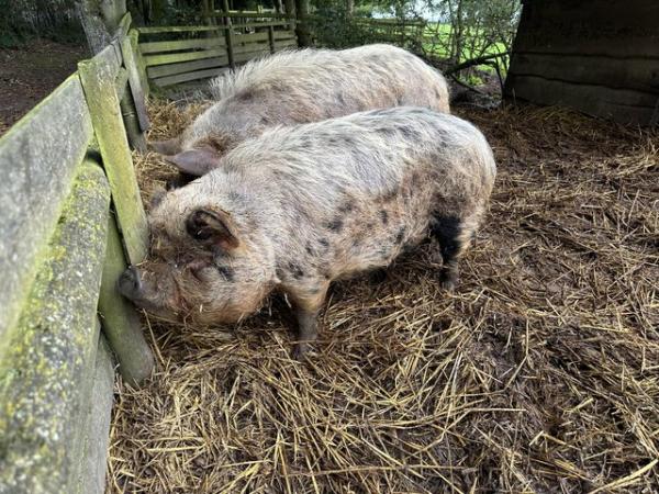 Image 1 of Friendly Kune kune pigs. Around 6 years old. Both guilts.