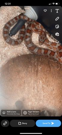 Image 4 of Corn snake and viv (unsure on the sex of snake )