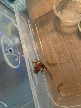 Image 4 of Baby crested geckos forsale