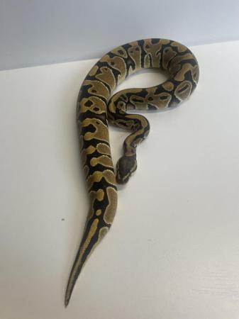 Image 5 of Female hurricane ball python