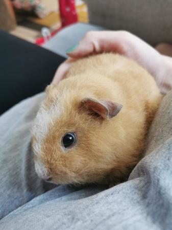 Image 1 of 2 male teddy guinea pigs