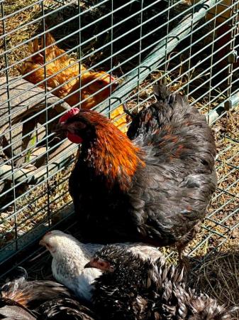 Image 2 of Pure breed and hybrid chickens big layers and fancy bantams