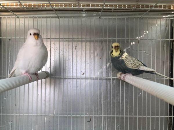 Image 4 of Baby Budgies for Sale - Available Now