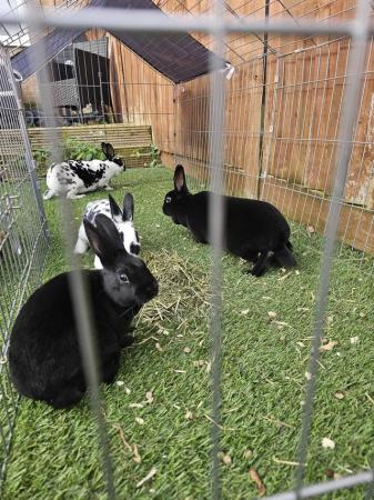 Image 7 of Mini rex kits looking for new homes