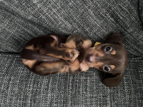 Image 12 of Stunning mini dachshunds
