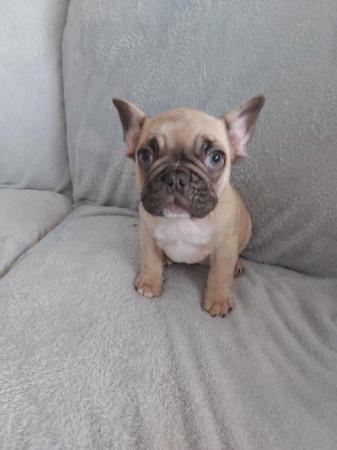 Image 12 of French Bulldog Puppies for sale
