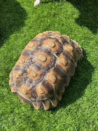 Image 3 of Tortoise (Sulcata) unsexed.