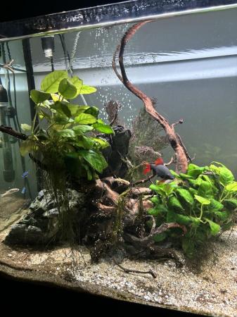 Image 2 of Fluval fish tank with everything in photos