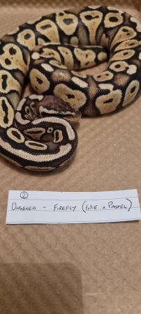 Image 6 of Firefly (Fire x Pastel) royal/ball python for sale