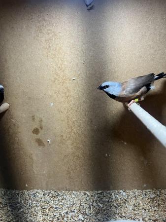 Image 5 of Parson finches for sale