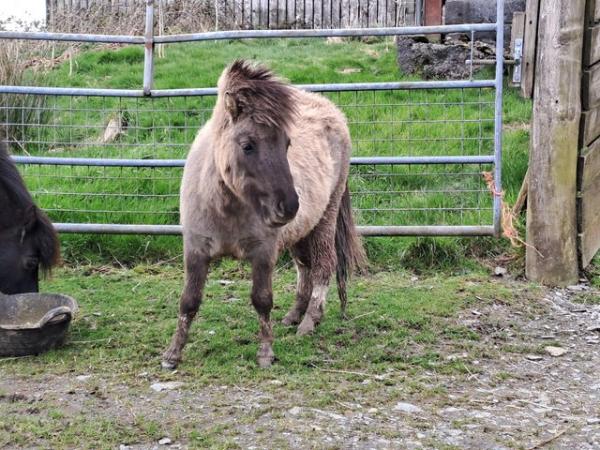 Image 4 of Miniature shetland yearling filly