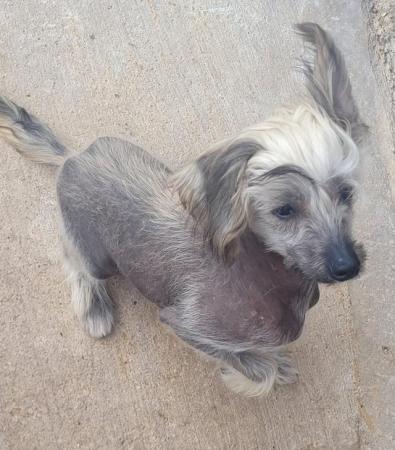 Image 13 of Male 6 Month Chinese Crested