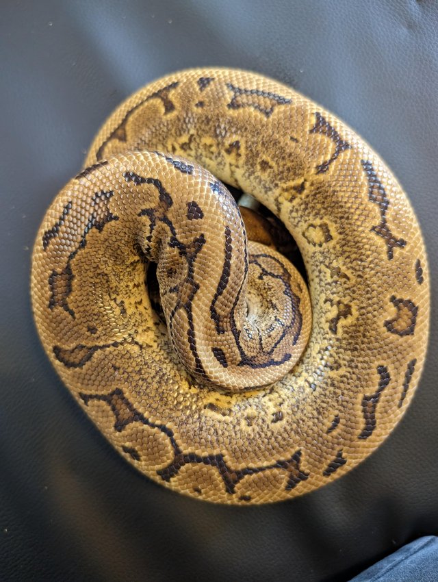 Preview of the first image of Royal python leopard clown pinstripe.