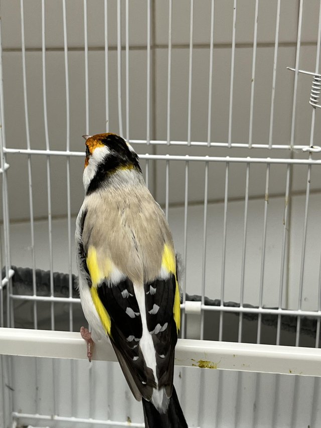 Preview of the first image of Siberian Goldfinch for sale.