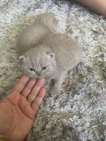 Image 8 of British short hair pedigree kittens for sale