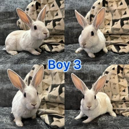 Image 5 of Mini rex babies ready to leave now, 2 girls 3 boys