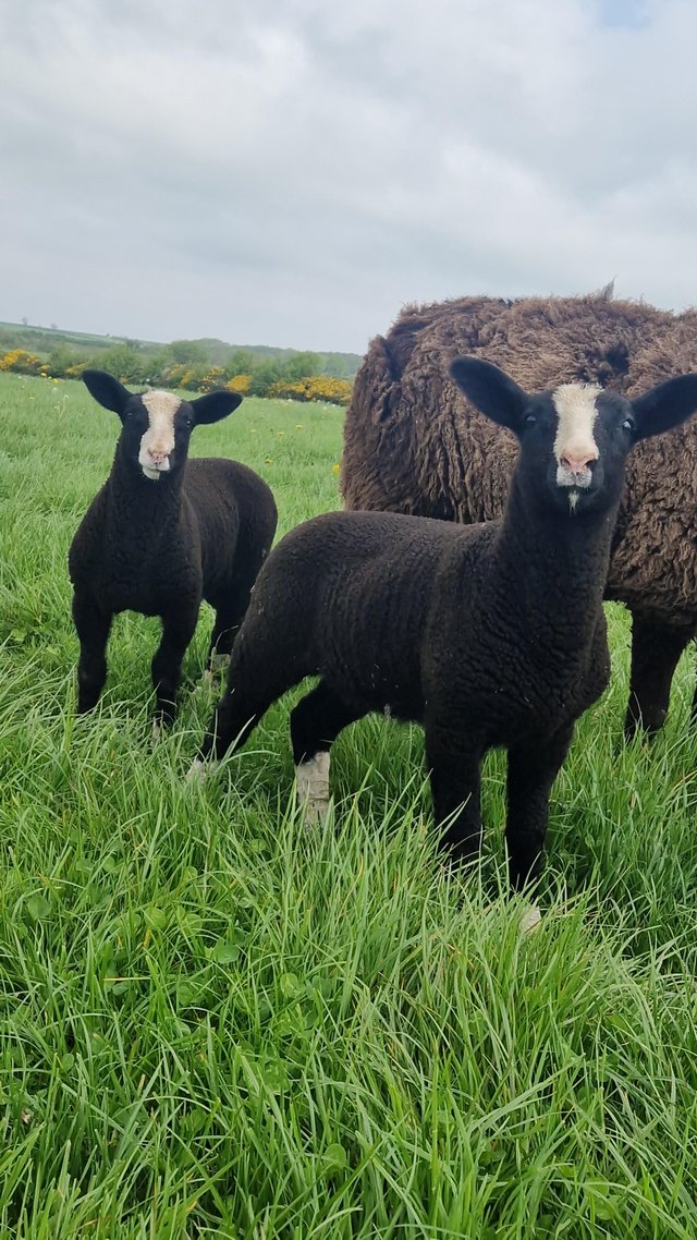 Preview of the first image of Registered zsa zwartble ewes with lambs at foot.