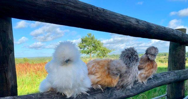 Image 4 of Bearded silkie pullets / various colours, NEW BATCH READY