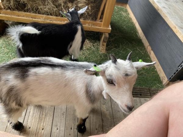 Image 4 of 5 month old Pygmy goat kids (both female)