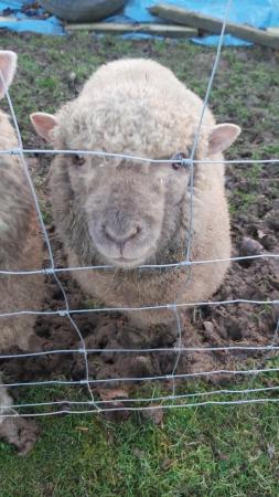 Image 3 of Lovely Little 1yr Old Ram Lamb so Cute!