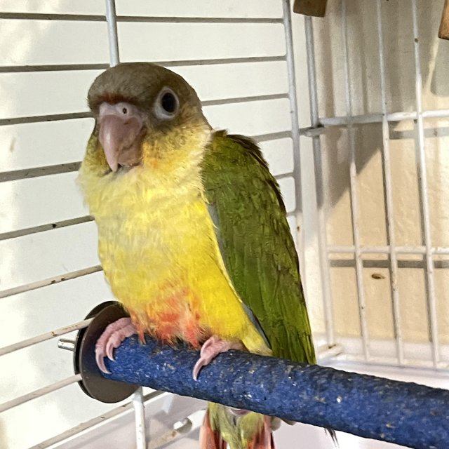 Preview of the first image of Young pineapple conure parrot green cheek conure ready now.