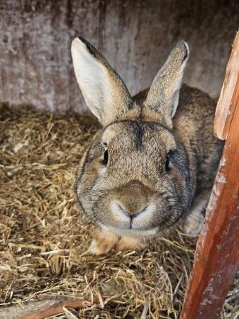 Image 4 of 2 year old male rabbits for sale