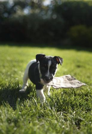 Image 6 of Beautiful tri-coloured jack Russell puppies!