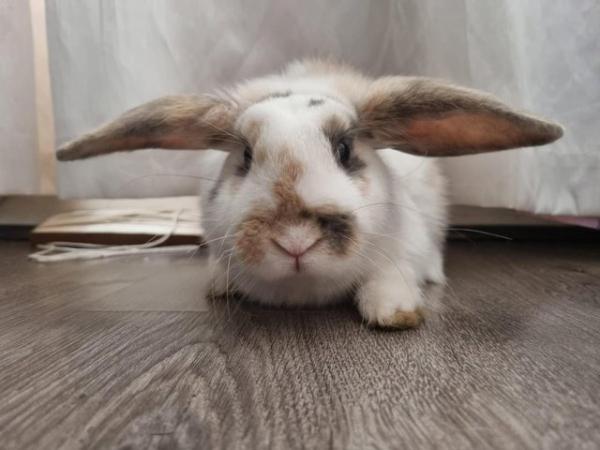 Image 3 of Gorgeous French X Mini Lop boy for sale.