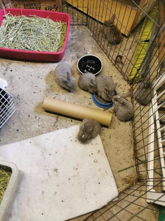 Image 4 of Giant Flemish French Lop Cross rabbits for sale