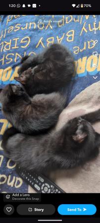 Image 5 of Beautiful black, tabby and brown kittens for sale!