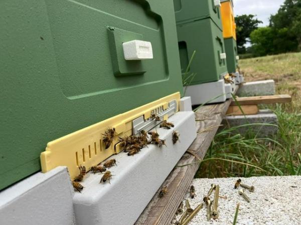 Image 7 of 6 Frame National Nuc of Bees For Spring 2024