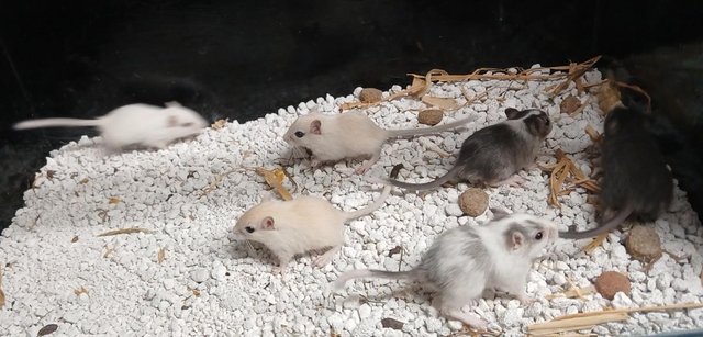 Image 3 of Baby Gerbil's , Males and Females