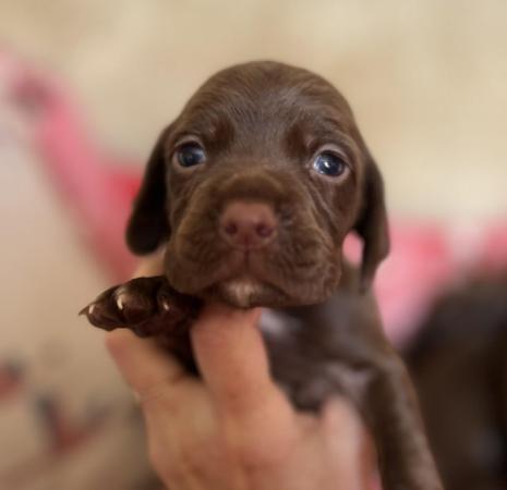 Image 3 of 4 week old Sprizsla puppies aka chocolate Vizsla