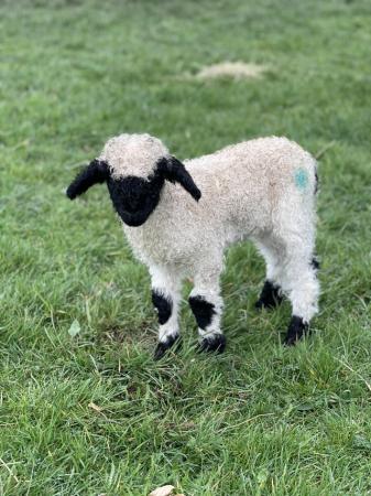 Image 2 of Pedigree Valais Blacknose Sheep with Ewe Lamb at Foot
