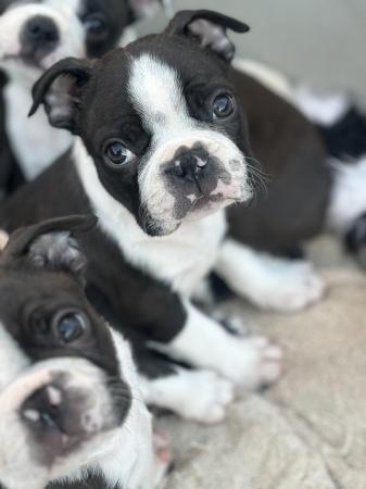 Image 13 of KC Reg Exceptional Boston Terrier Puppies