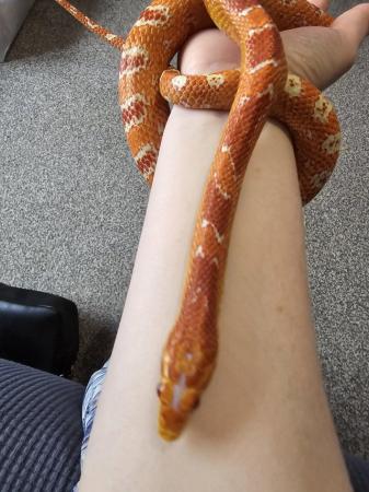Image 2 of 3 male corn snakes needing new homes,