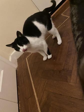 Image 1 of 1year 7month old black and white female cat