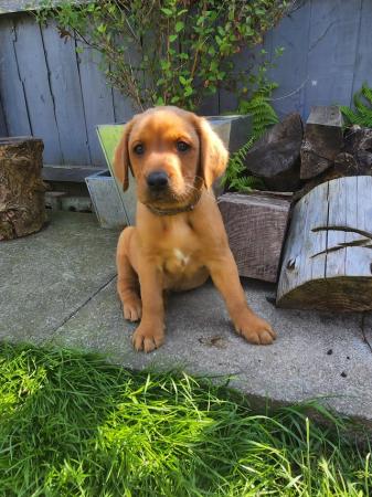 Image 4 of Last boy available Fox red labrador puppies