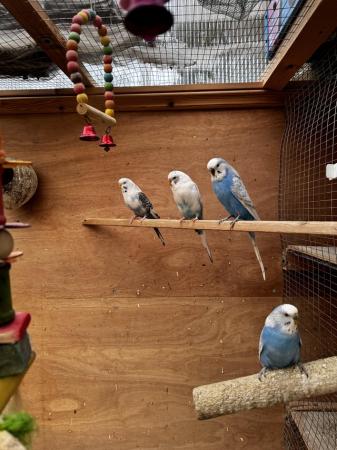 Image 3 of 11 Budgies for SALE with Wooden Cage, Food Dishes & Toys