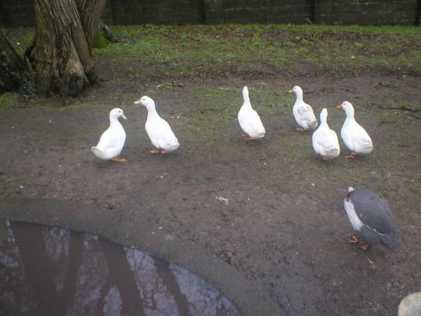 Image 3 of Aylesbury ducks trio for sale