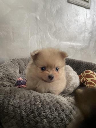Image 3 of Ready NOW Pomeranian Puppies