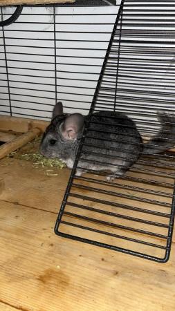 Image 4 of Female chinchillas ready for new home