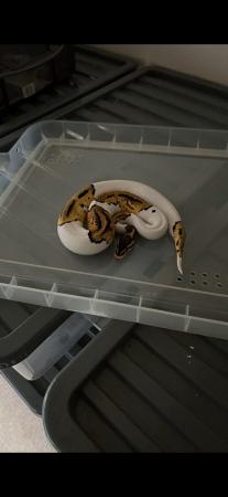 Image 4 of Super pastel pied ball pythons