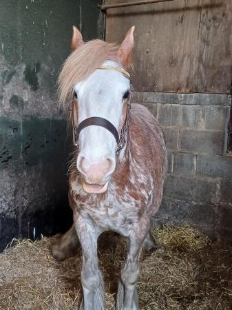 Image 1 of Red Blagdon cob help needed
