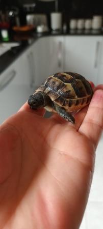 Image 1 of Spurthighed and Herman hatchlings for sale