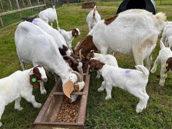 Image 1 of Lovely Pedigree Boer Goat kids