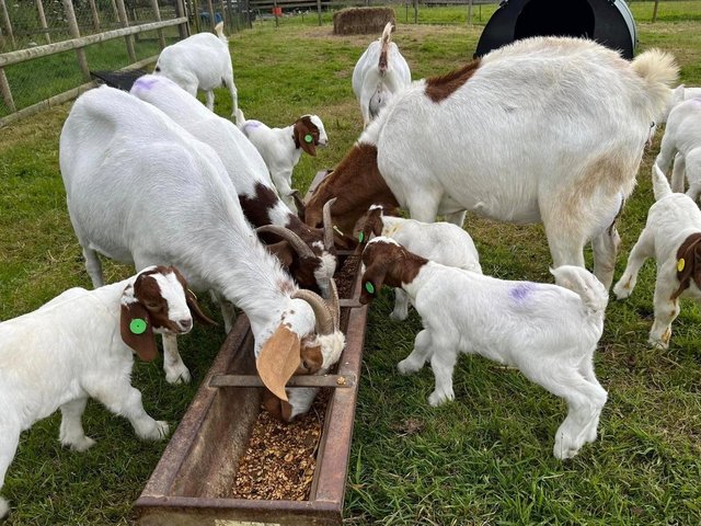 Preview of the first image of Lovely Pedigree Boer Goat kids.