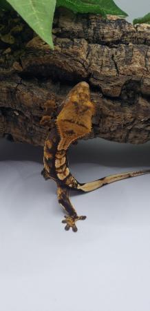 Image 4 of 3 Crested Gecko Group Sale