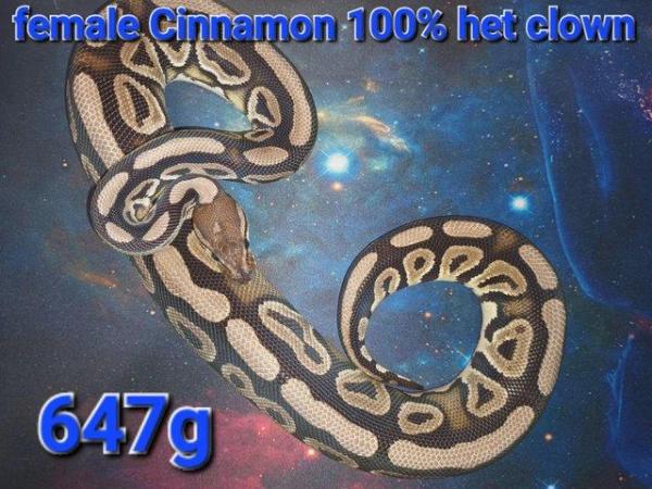 Image 2 of Ball pythons For sale cheap prices